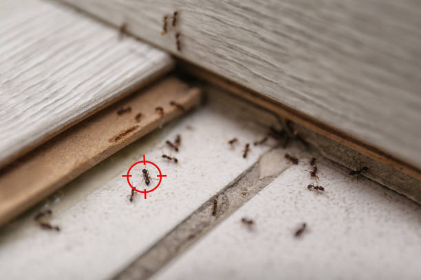 Best Ant Control Services  in Chino Hills, CA