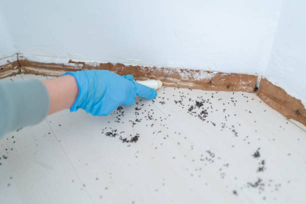 Best Termite Control Services  in Chino Hills, CA